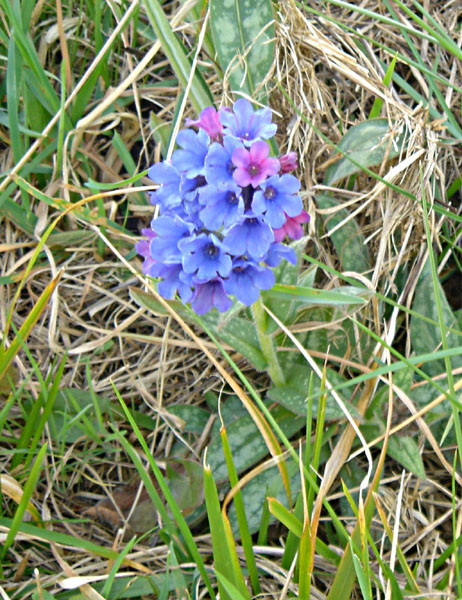 Pulmonaria officinalis photo
